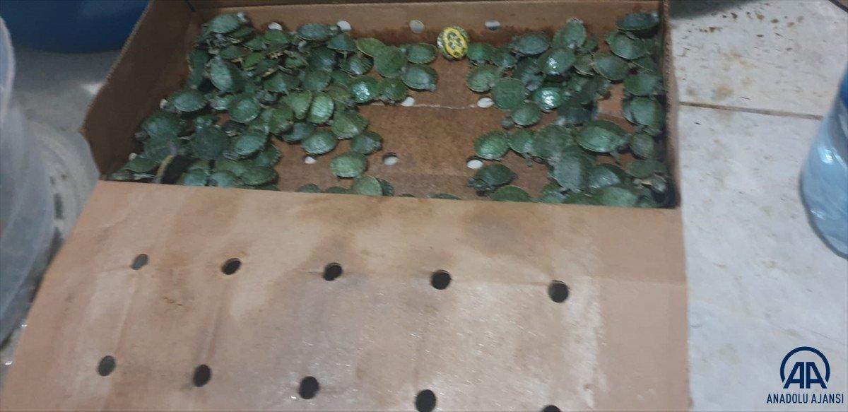 Şırnak'ta bin su kaplumbağası ele geçirildi