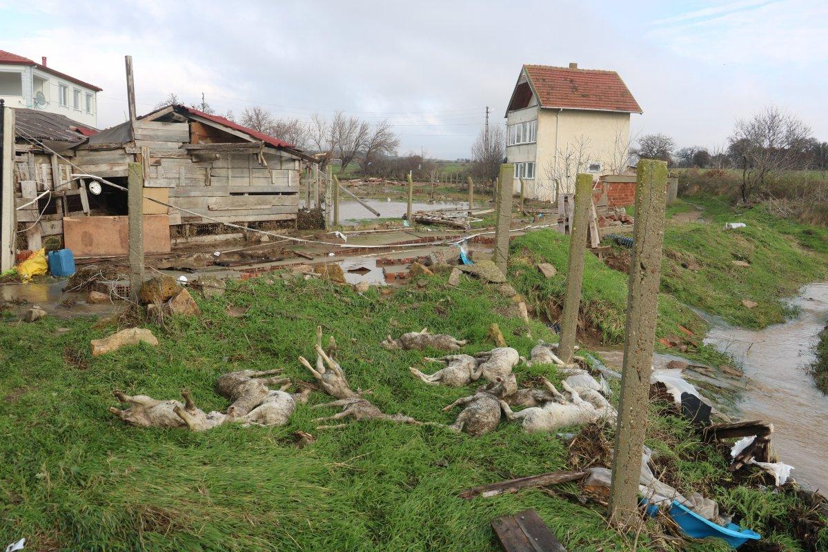 Edirne'de hayvanlar telef oldu