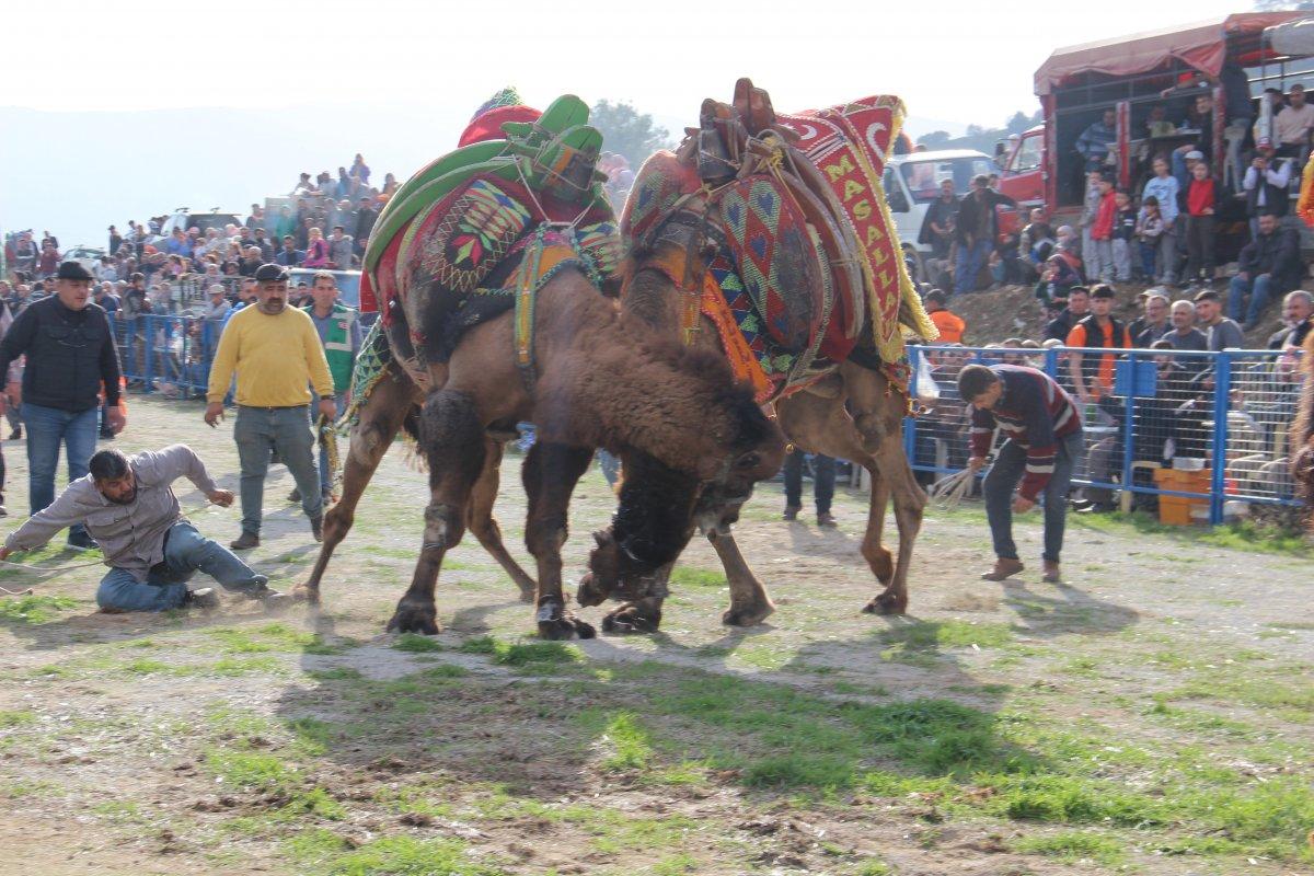 Aydın'daki deve güreşlerinde zor anlar yaşandı