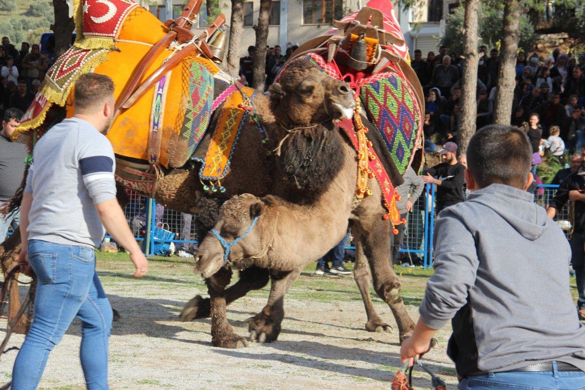 Aydın'daki deve güreşlerinde zor anlar yaşandı