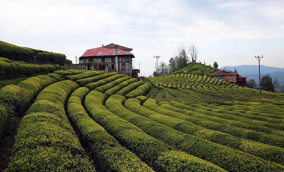 Zincir marketlerin çay stoğuna tepki: Çay stoku yapan haindir