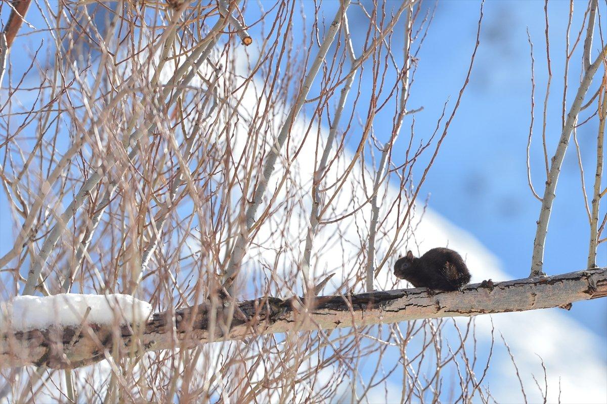 Tunceli'de kar etkisini yoğun gösterdi