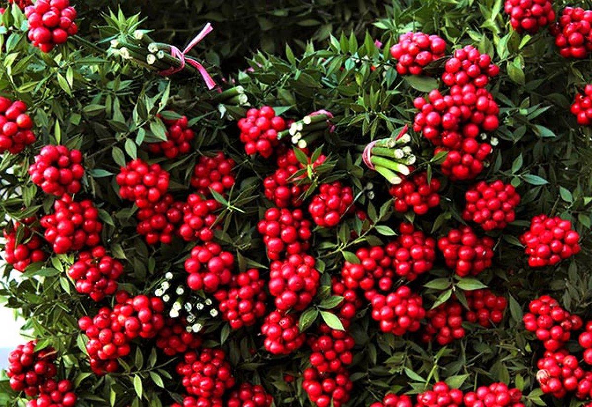 Bu çiçeği alan yaşadı: Kokina'nın anlamı meğer...