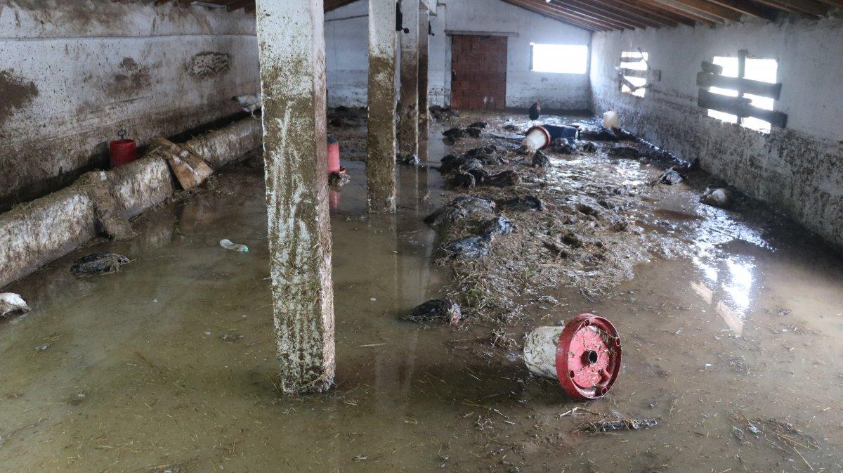 Edirne'de hayvanlar telef oldu