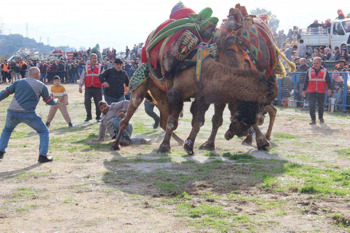 Aydın'daki deve güreşlerinde zor anlar yaşandı