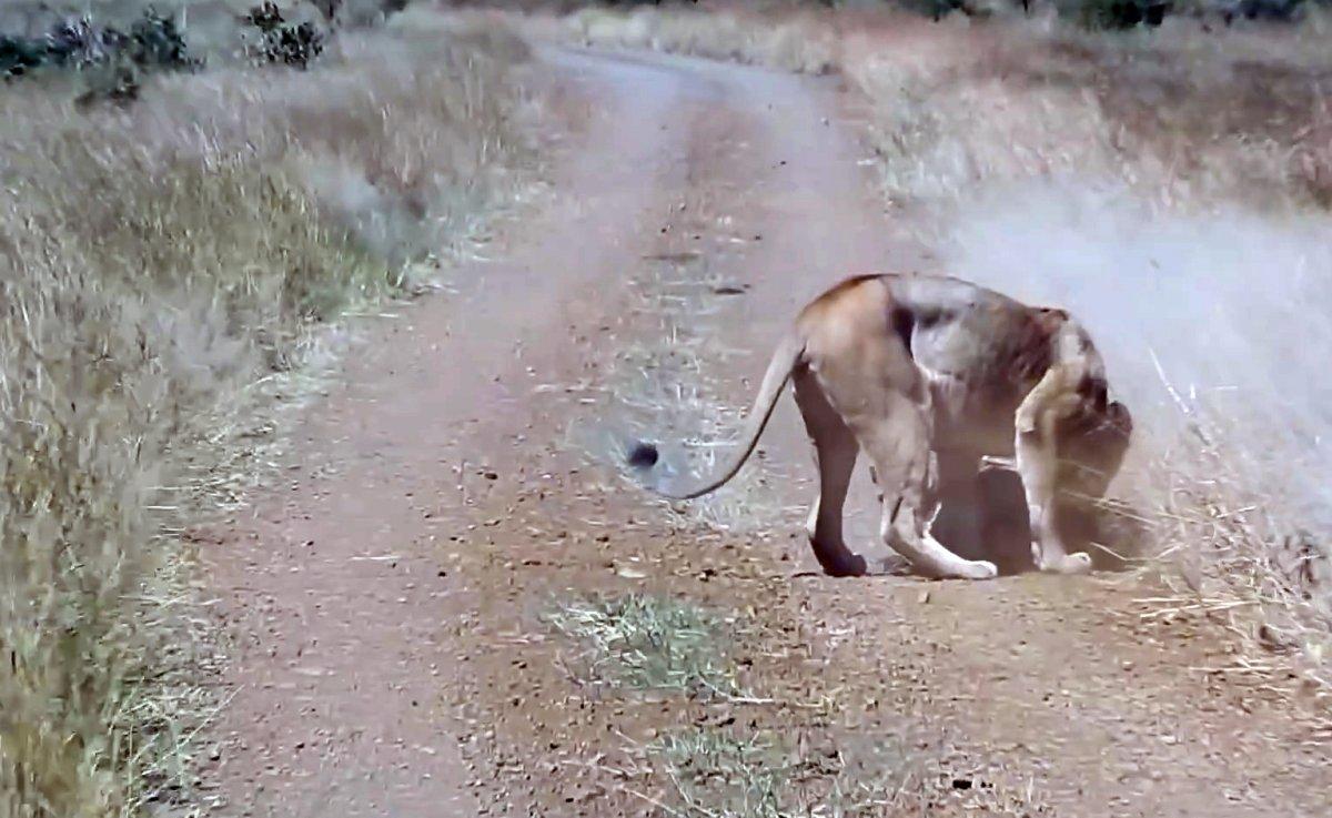 Aslanların domuzu avlama anı kamerada
