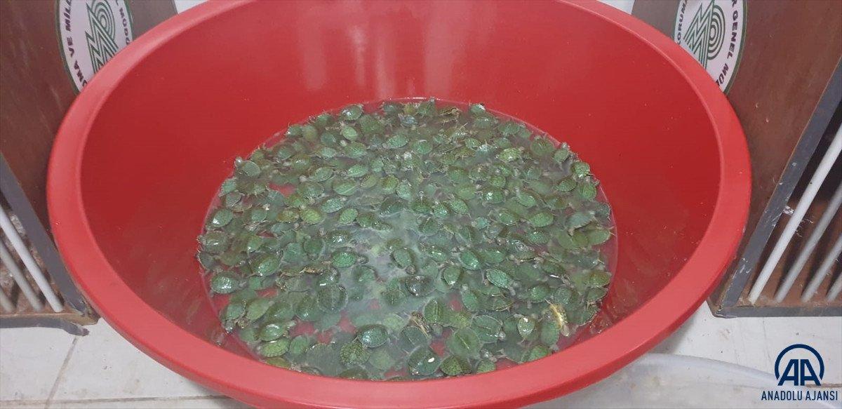 Şırnak'ta bin su kaplumbağası ele geçirildi