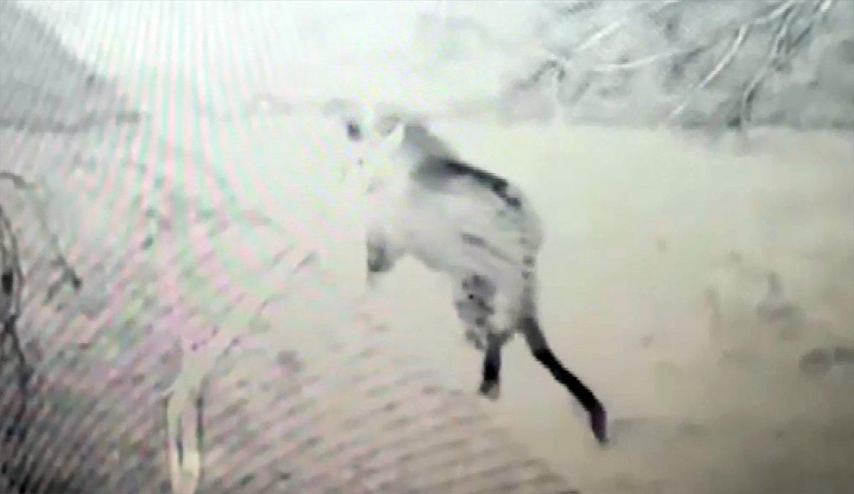 Nesli tehlikede leopar, Doğu Anadolu’da görüntülendi