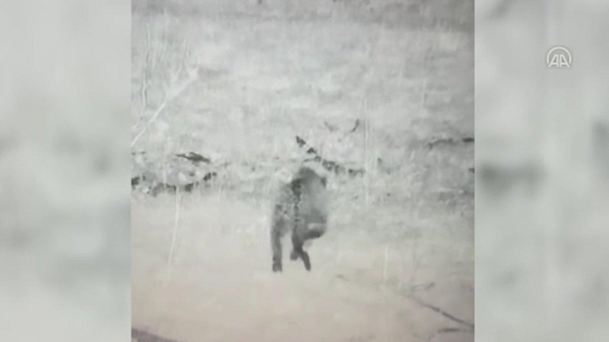 Nesli tehlikede leopar, Doğu Anadolu’da görüntülendi