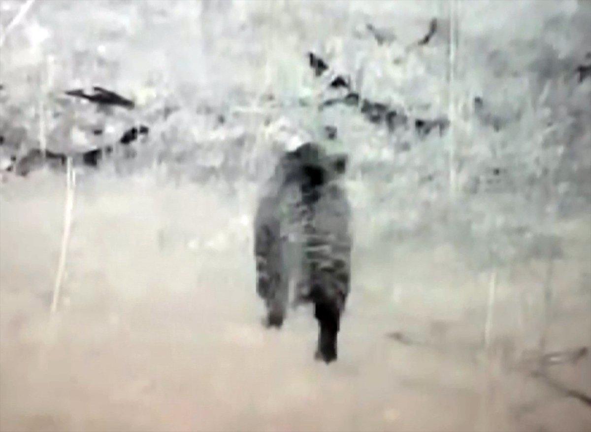 Nesli tehlikede leopar, Doğu Anadolu’da görüntülendi