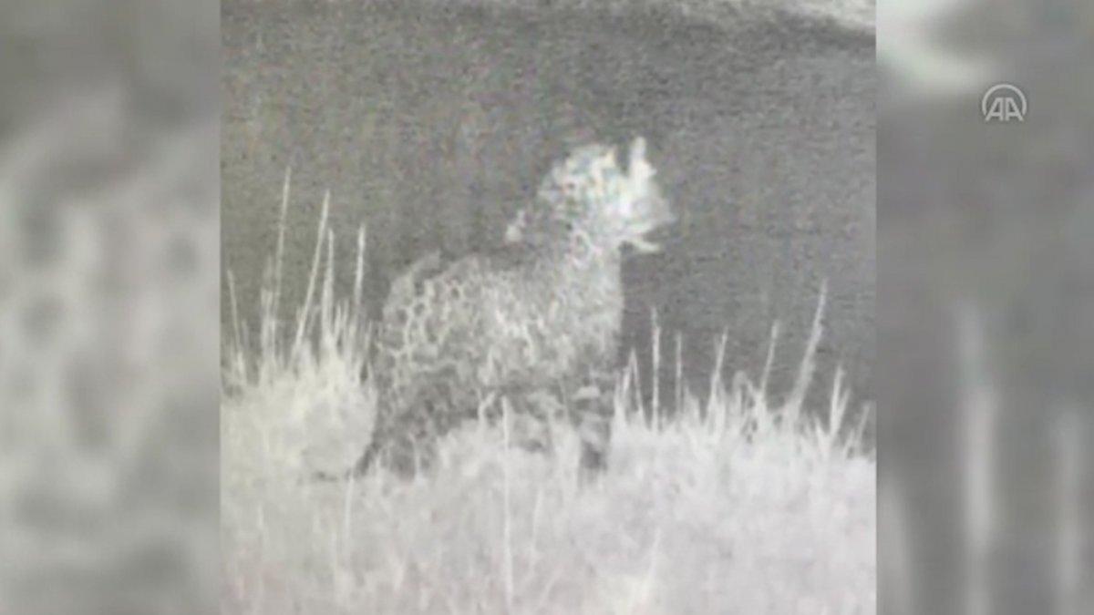 Nesli tehlikede leopar, Doğu Anadolu’da görüntülendi