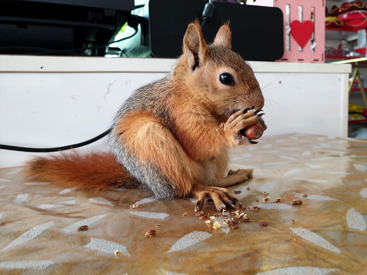 Osmaniye'de sincap yavrusunu yanından ayırmıyor