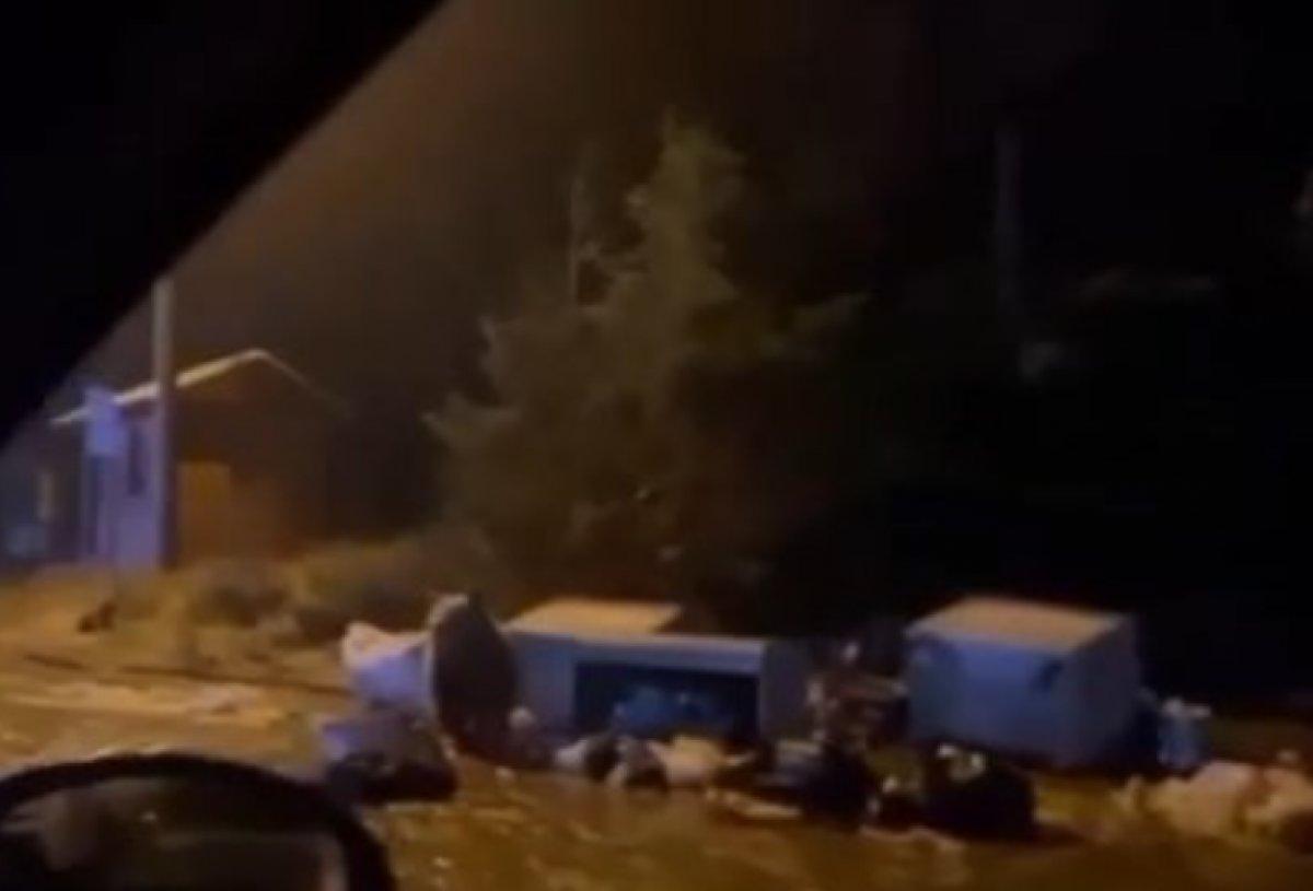 Uludağ'da yerleşim alanına inen ayı otomobile saldırdı