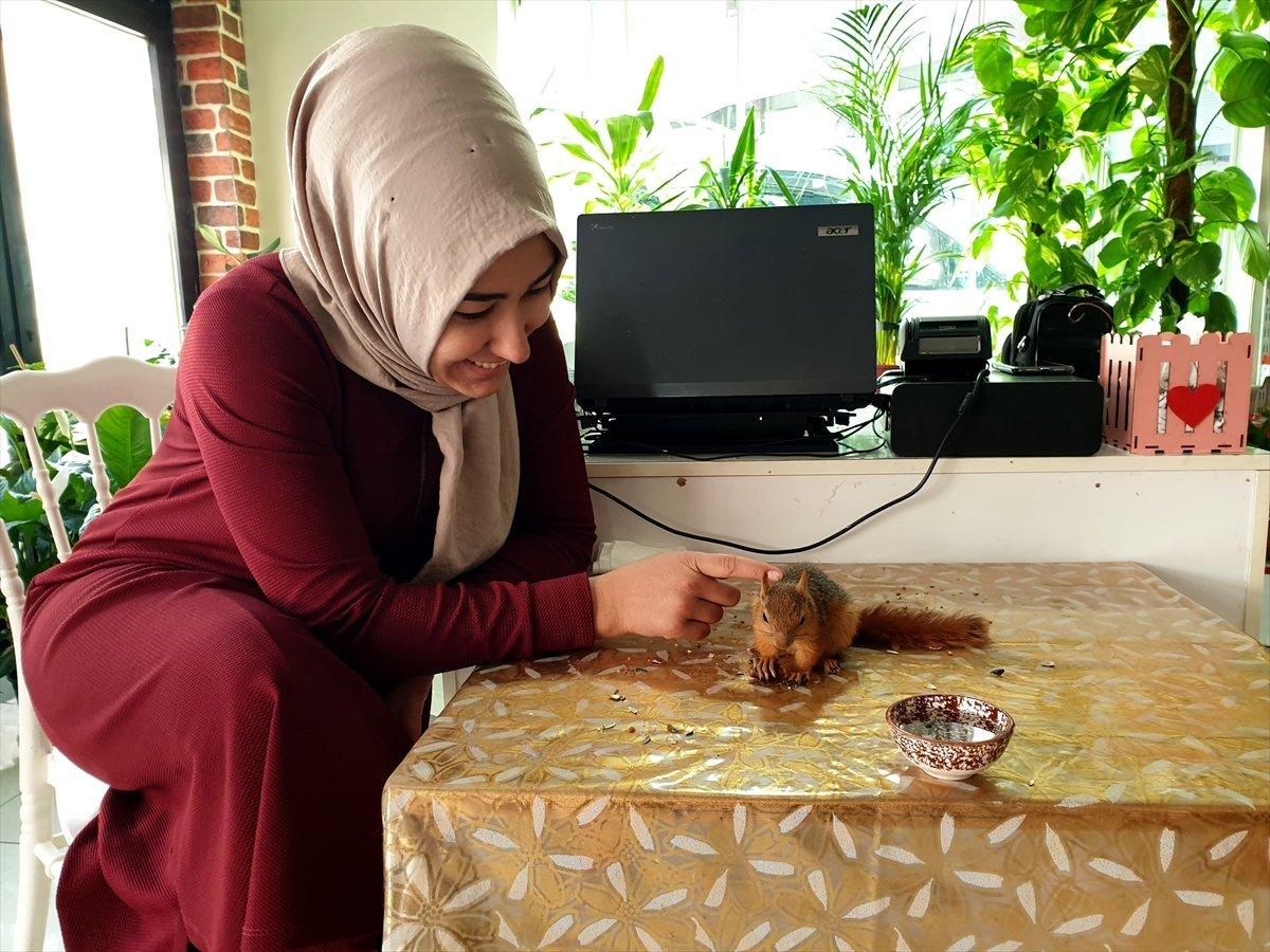 Osmaniye'de sincap yavrusunu yanından ayırmıyor