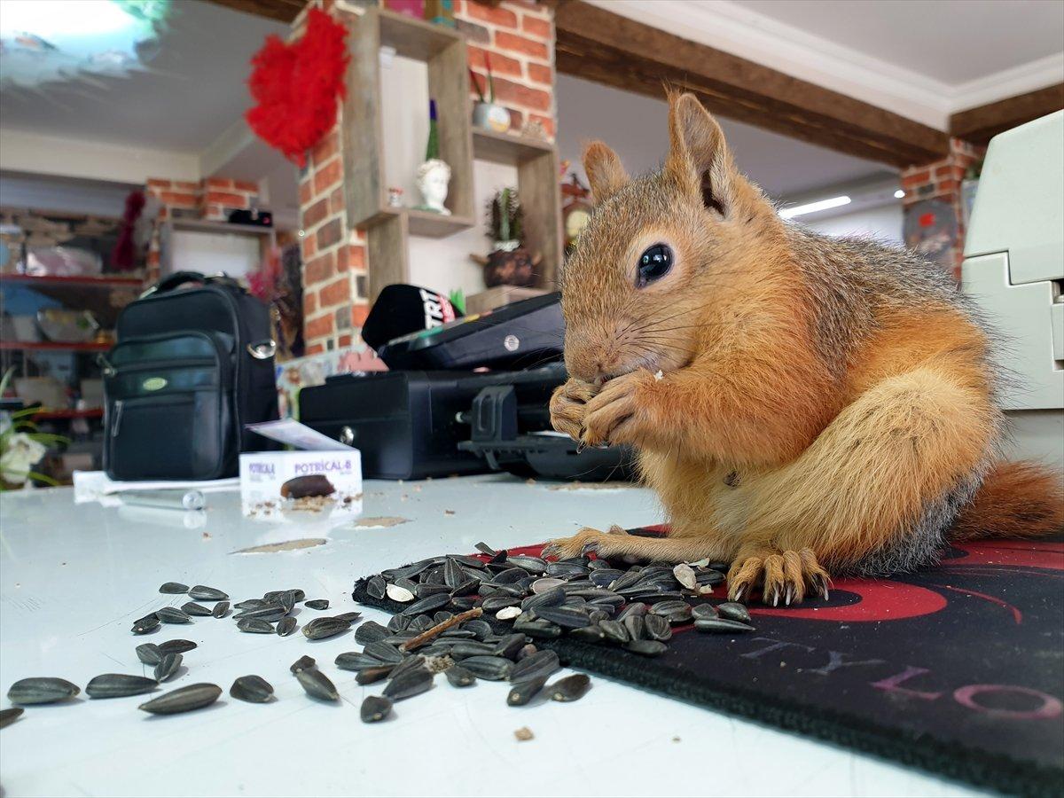 Osmaniye'de sincap yavrusunu yanından ayırmıyor