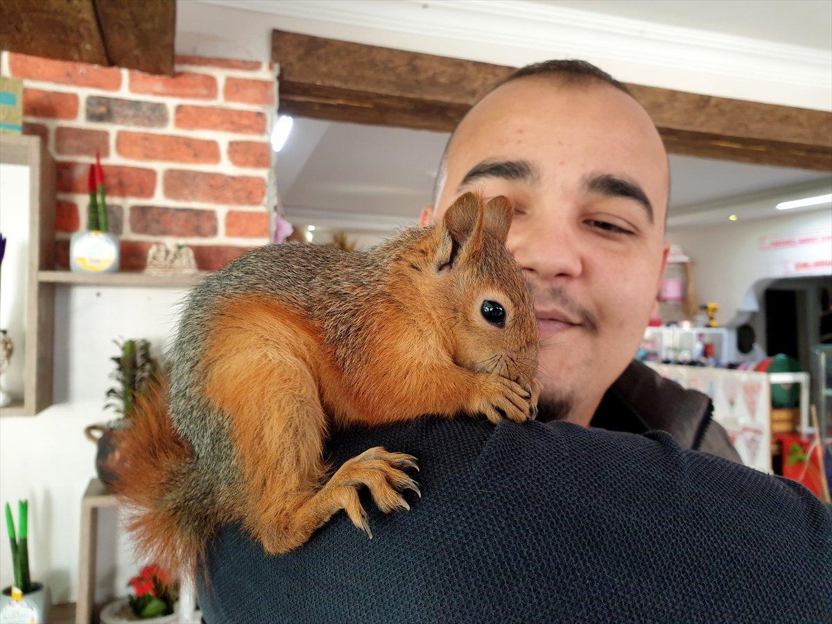 Osmaniye'de sincap yavrusunu yanından ayırmıyor