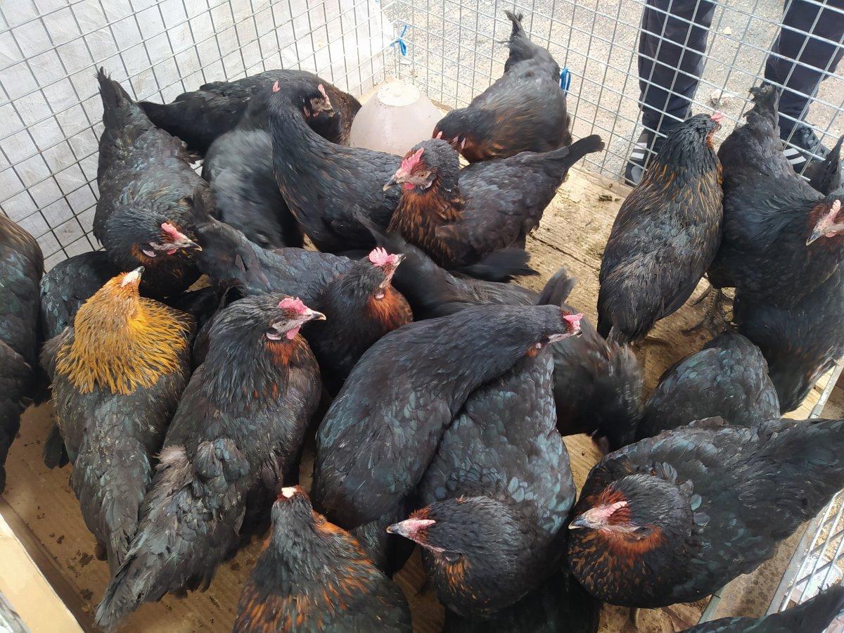 Köy tavuğu satışlarında patlama