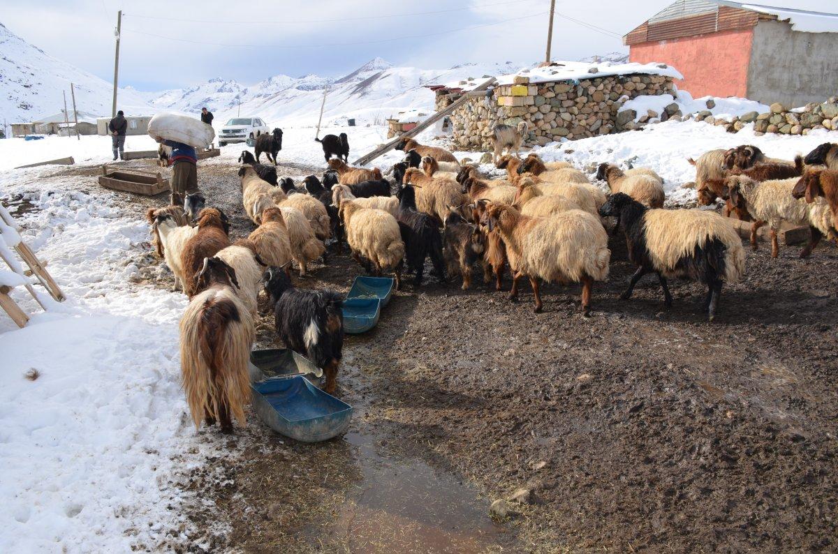 Şırnak'taki adam, 4 yıldır eksi 30 derece olan yaylada yaşıyor