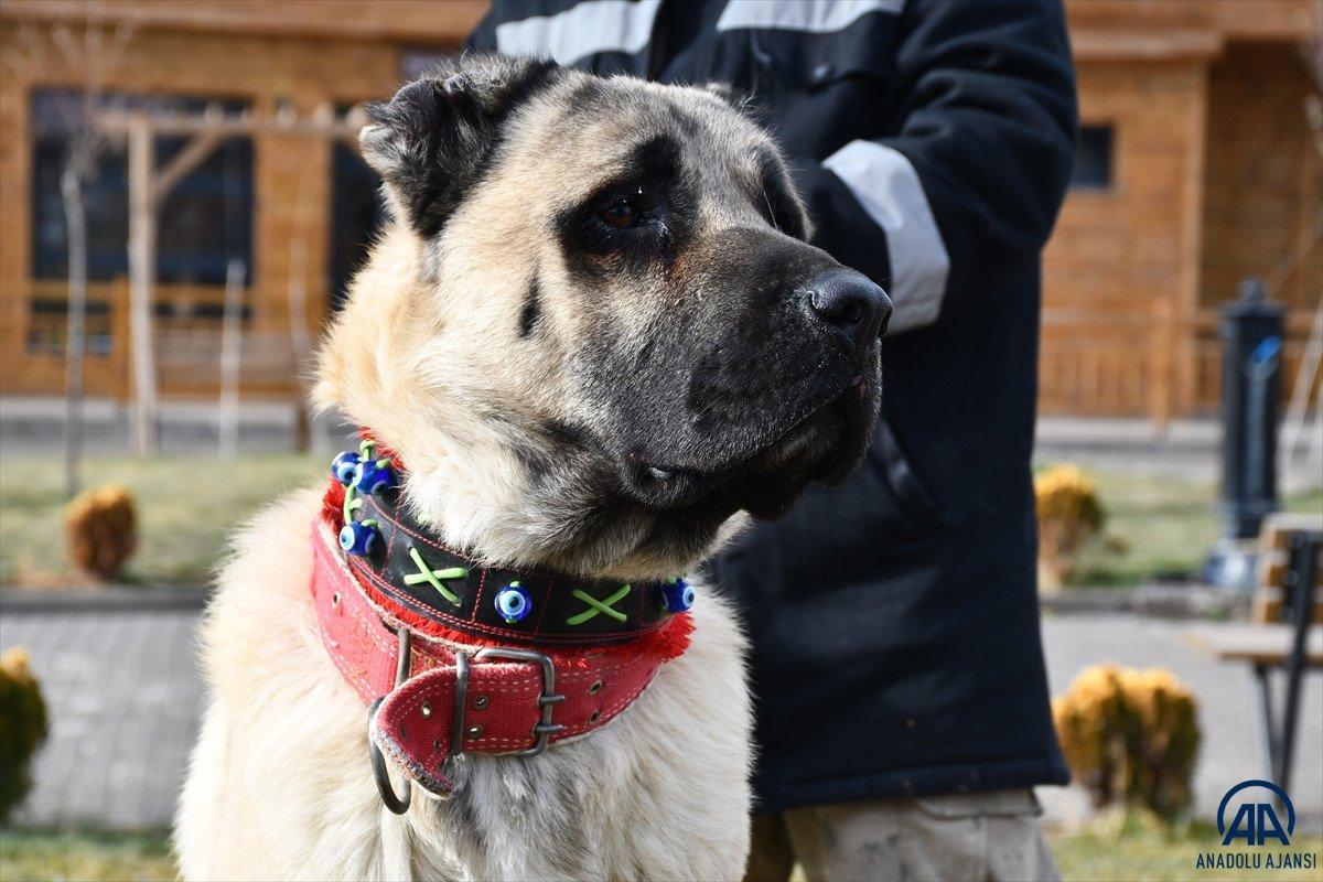 Sivas'ta kangal çiftliğinin gözdesi Cesur'un yavruları için 200 kişi sırada