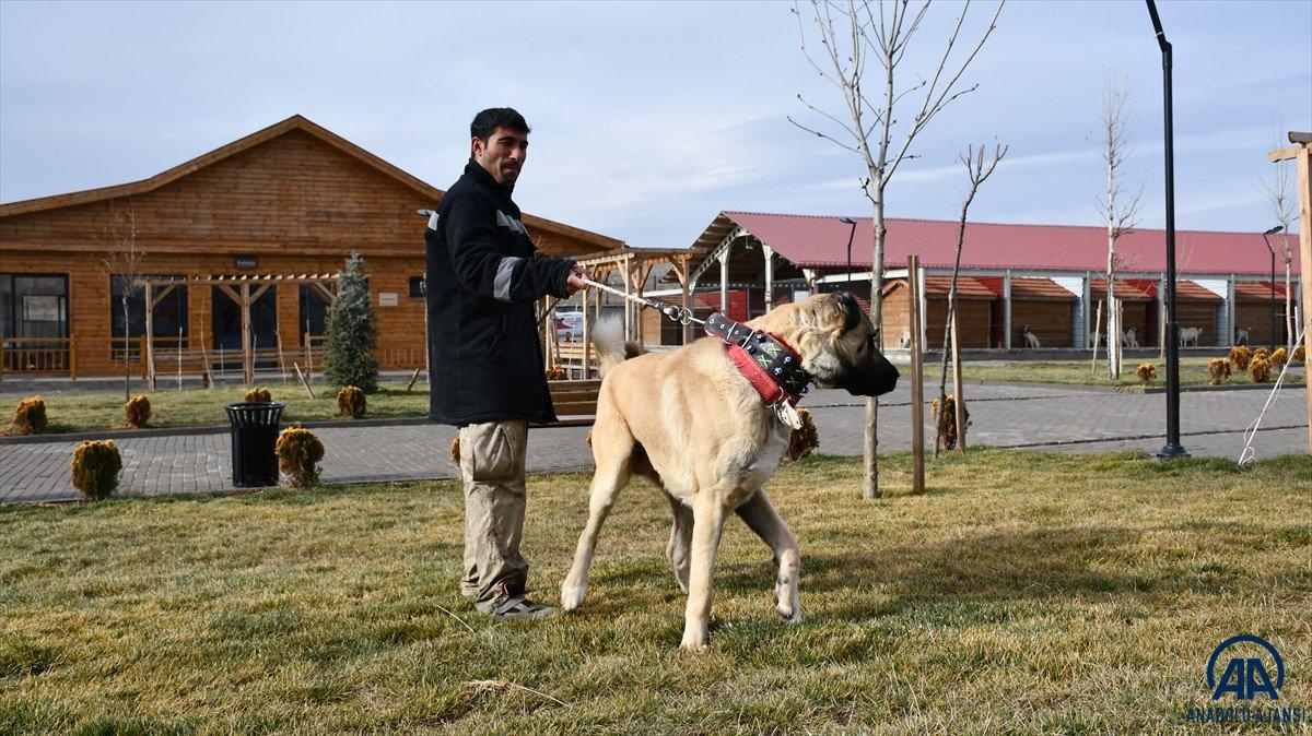 Sivas'ta kangal çiftliğinin gözdesi Cesur'un yavruları için 200 kişi sırada