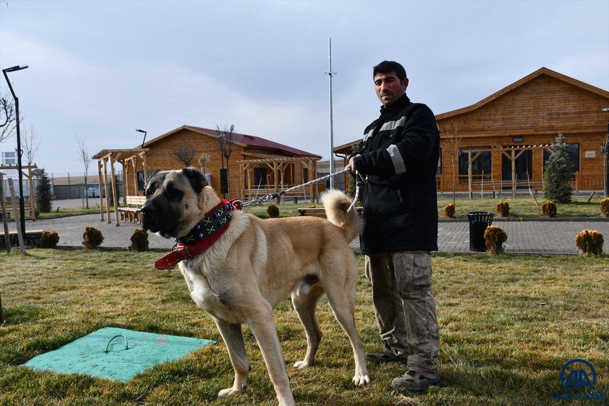 Sivas'ta kangal çiftliğinin gözdesi Cesur'un yavruları için 200 kişi sırada