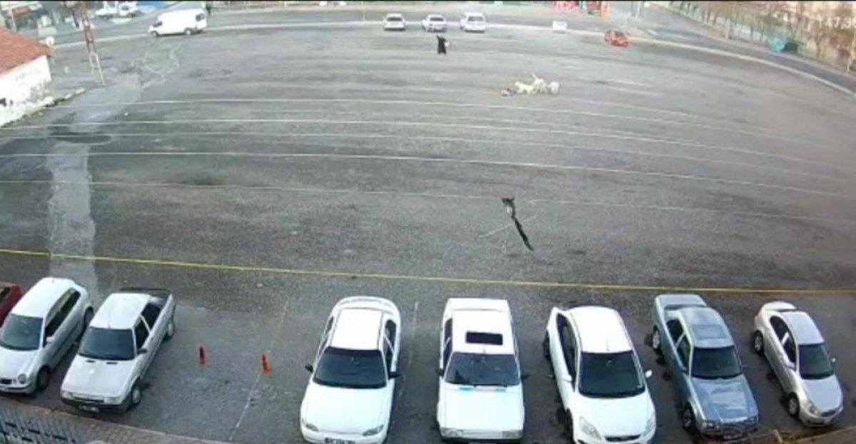 Kayseri'de çocuğu köpeklerden kurtaran kahraman kadın aranıyor