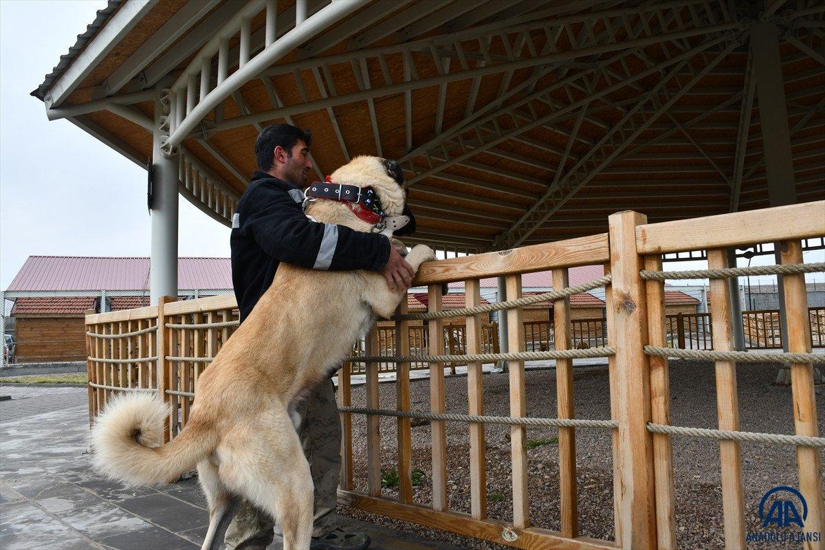 Sivas'ta kangal çiftliğinin gözdesi Cesur'un yavruları için 200 kişi sırada