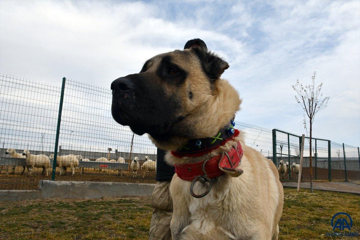Sivas'ta kangal çiftliğinin gözdesi Cesur'un yavruları için 200 kişi sırada