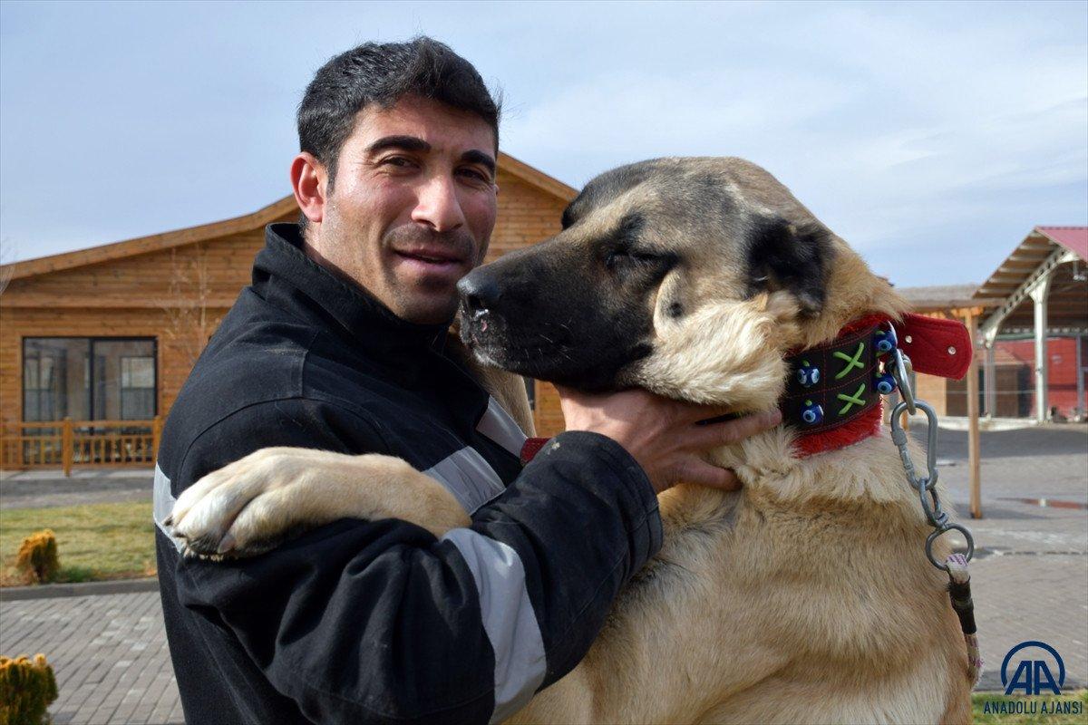 Sivas'ta kangal çiftliğinin gözdesi Cesur'un yavruları için 200 kişi sırada