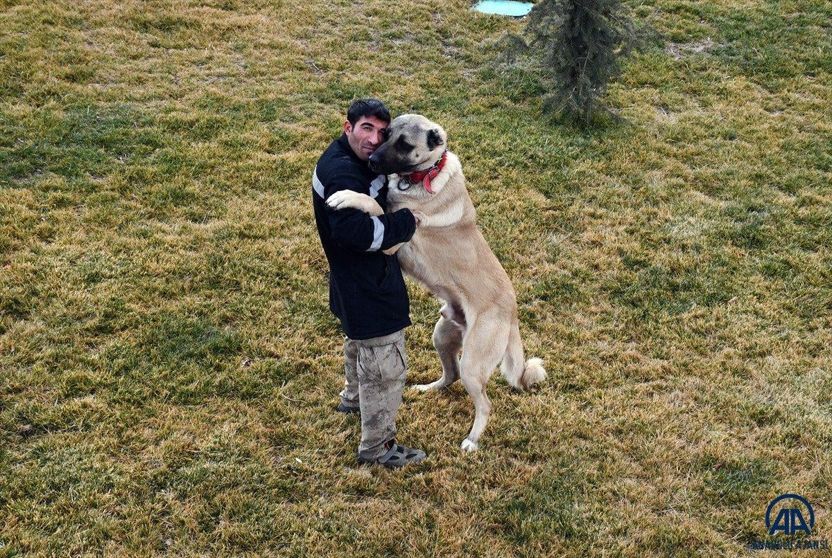 Sivas'ta kangal çiftliğinin gözdesi Cesur'un yavruları için 200 kişi sırada