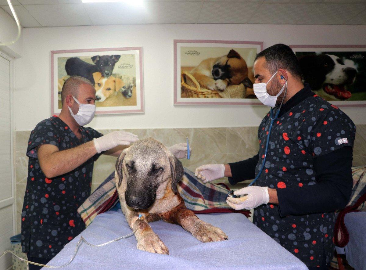 Gaziantep’te tavukları yiyorlar gerekçesiyle 2 köpeği tüfekle vurdu