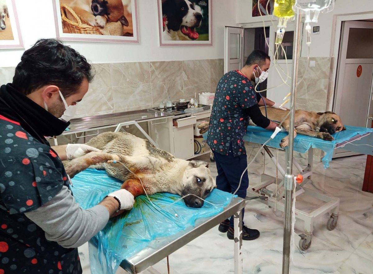 Gaziantep’te tavukları yiyorlar gerekçesiyle 2 köpeği tüfekle vurdu