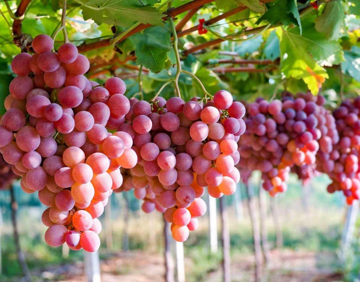 Beslenme rutinine eklemeniz gereken 8 kırmızı meyve