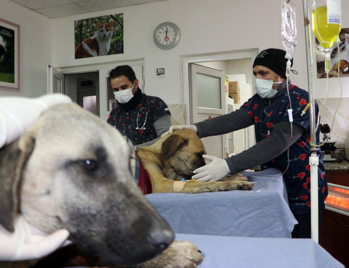 Gaziantep’te tavukları yiyorlar gerekçesiyle 2 köpeği tüfekle vurdu
