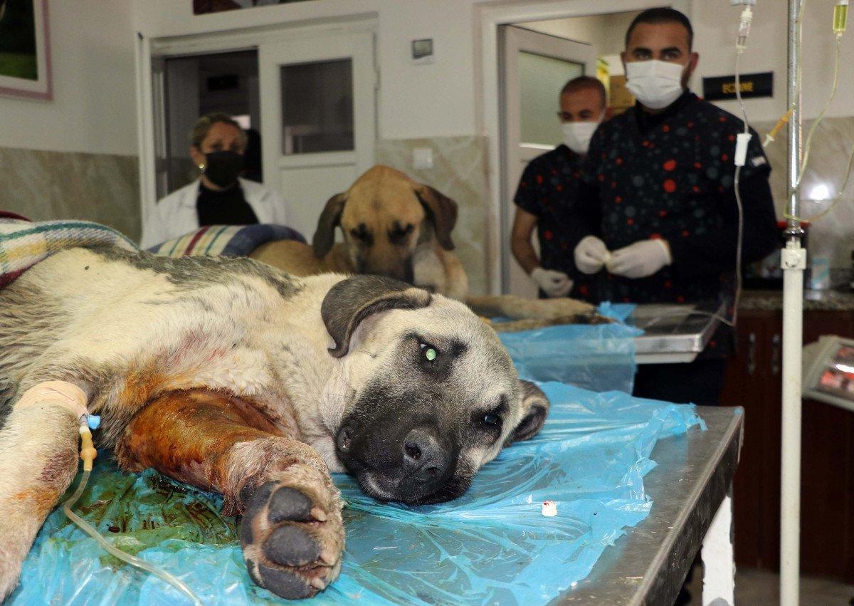 Gaziantep’te tavukları yiyorlar gerekçesiyle 2 köpeği tüfekle vurdu