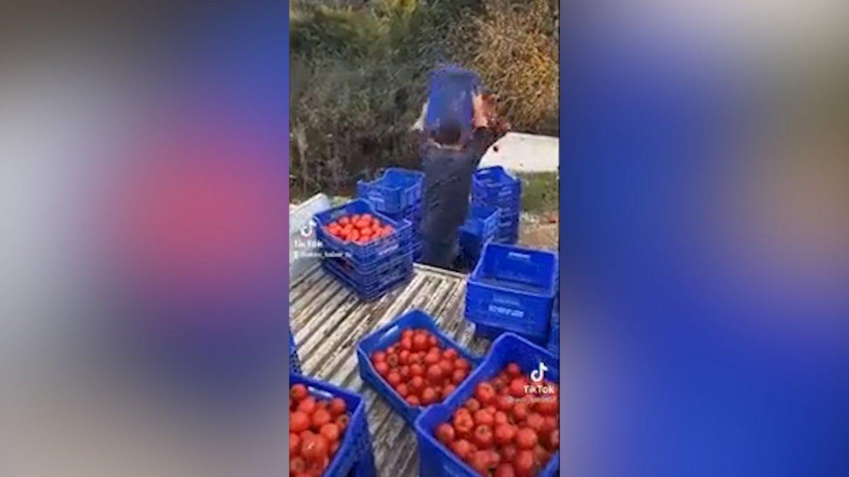 Domates fiyatlarındaki farklar çiftçiyi isyan ettirdi