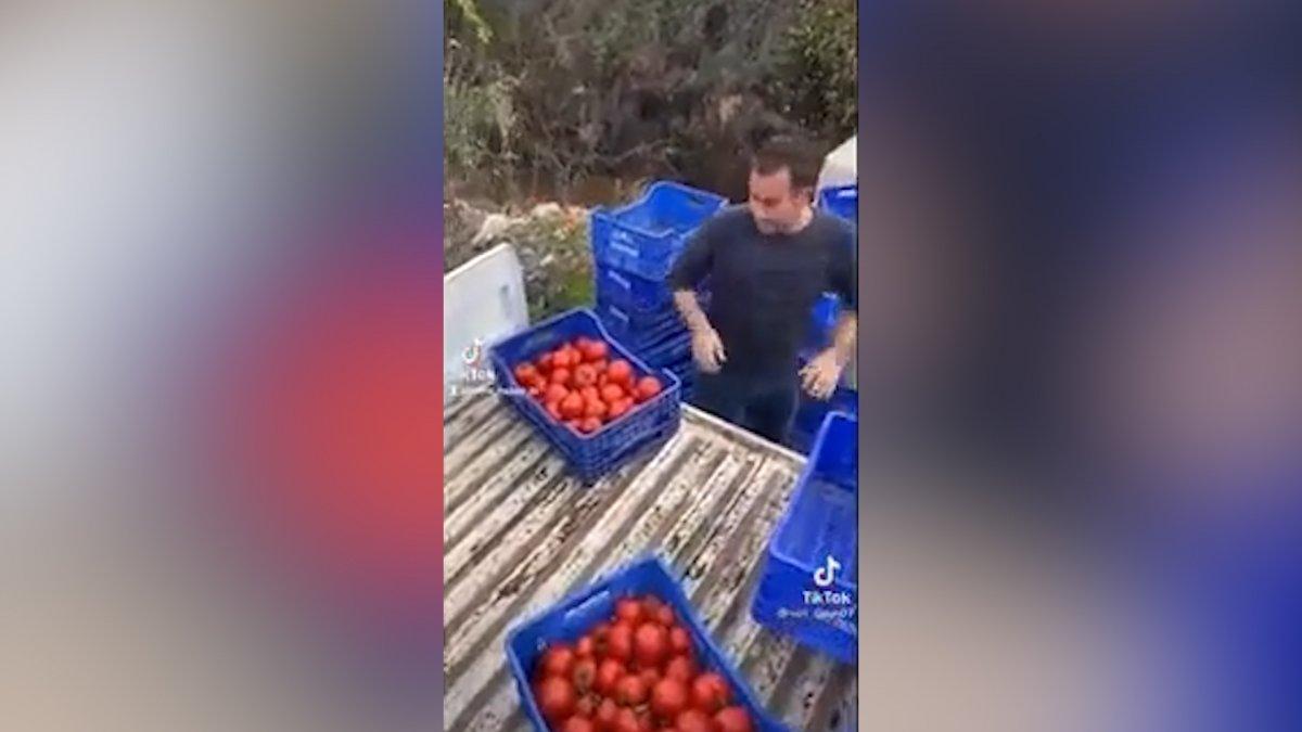 Domates fiyatlarındaki farklar çiftçiyi isyan ettirdi