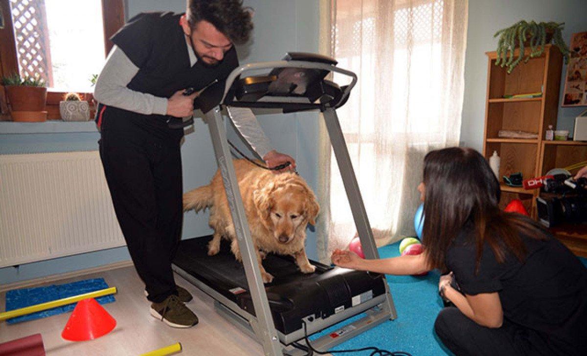 Ankara'da obez köpek Paşa, 30 kilo verdi