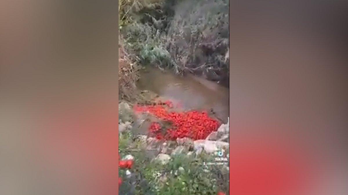 Domates fiyatlarındaki farklar çiftçiyi isyan ettirdi