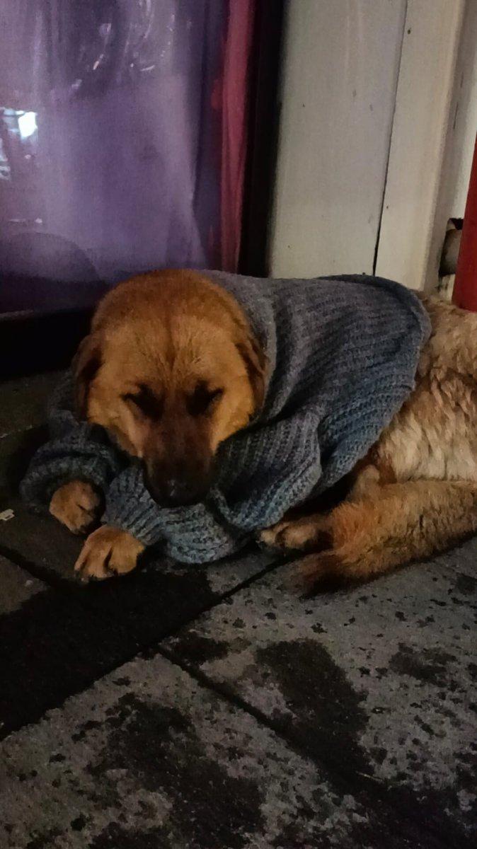 Bolu'daki kadın, üşüyen sokak köpeğini mağazadan giydirdi