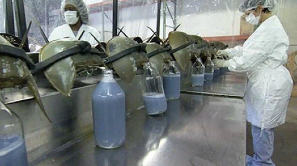 Korona aşılarında kullanılan at nalı yengeçlerinin nesli tükeniyor