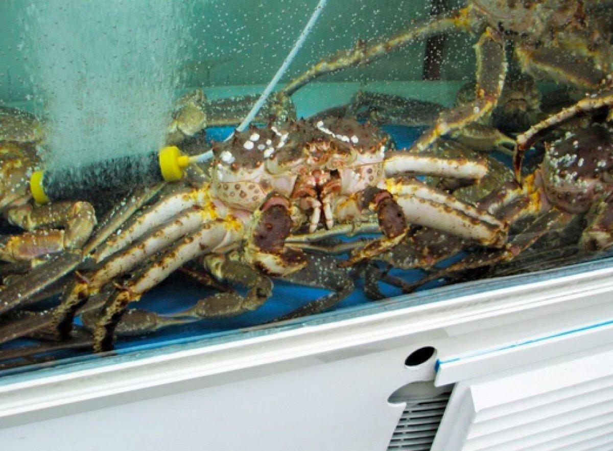 Korona aşılarında kullanılan at nalı yengeçlerinin nesli tükeniyor