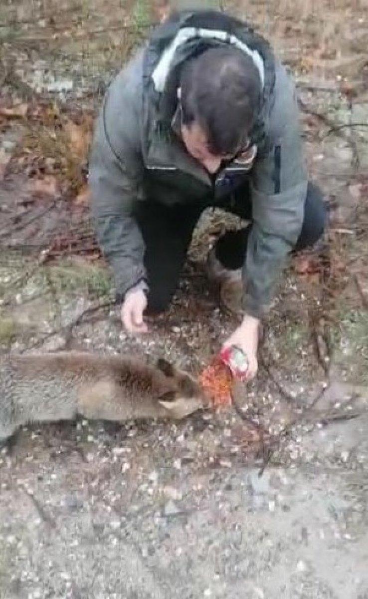 Kırklareli'de araçların önüne geçerek yiyecek isteyen tilki