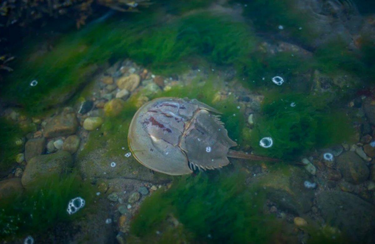 Korona aşılarında kullanılan at nalı yengeçlerinin nesli tükeniyor