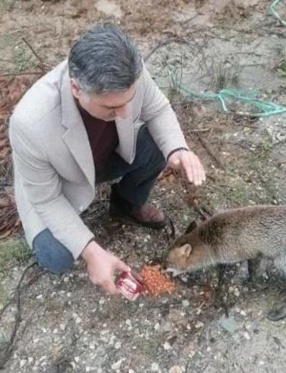 Kırklareli'de araçların önüne geçerek yiyecek isteyen tilki