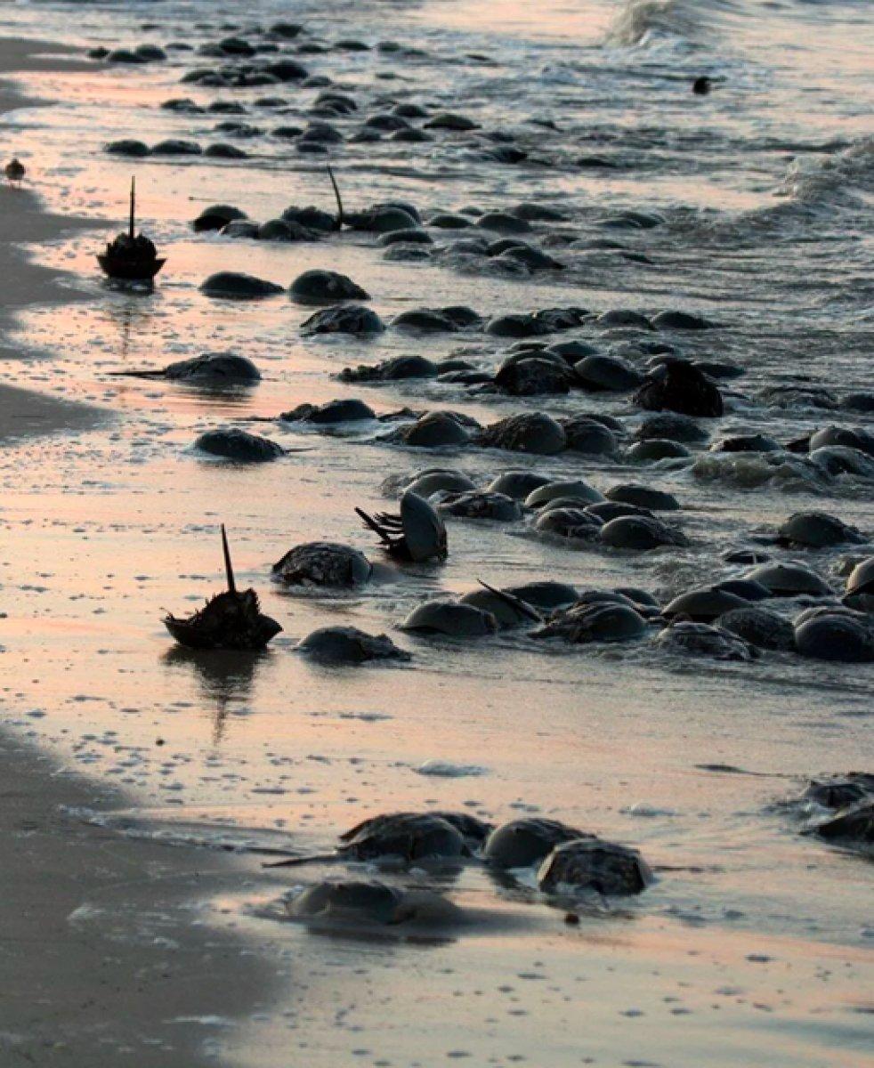 Korona aşılarında kullanılan at nalı yengeçlerinin nesli tükeniyor