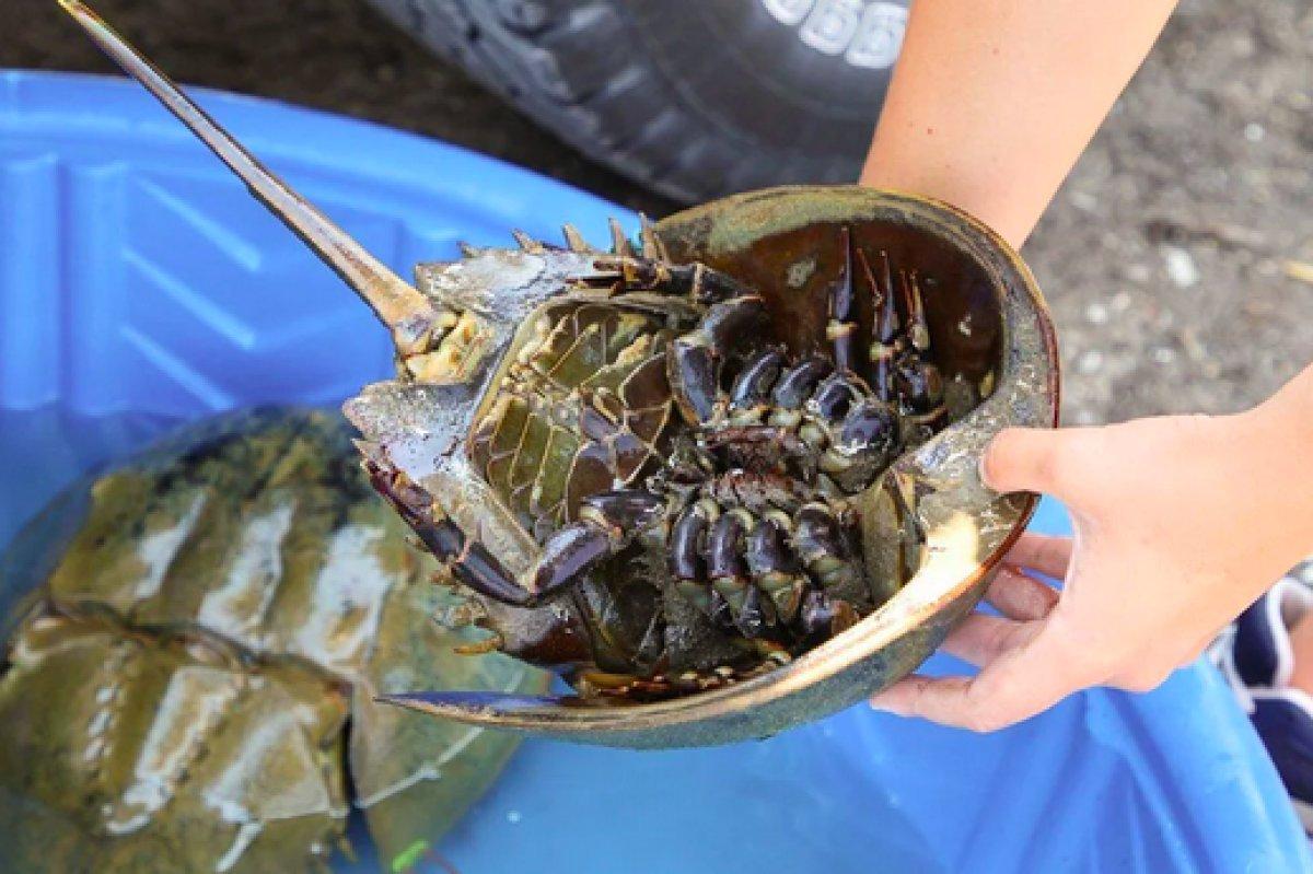 Korona aşılarında kullanılan at nalı yengeçlerinin nesli tükeniyor