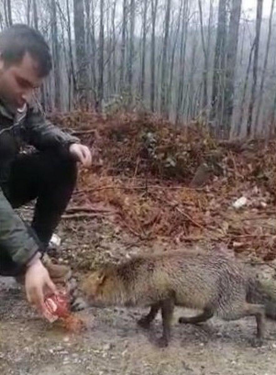 Kırklareli'de araçların önüne geçerek yiyecek isteyen tilki