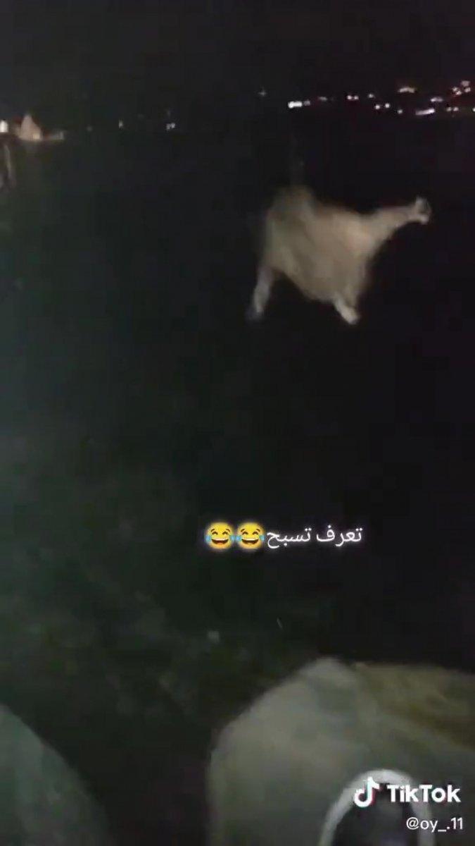 Sakarya’da, kediyi göle atıp video çekenler yakalandı