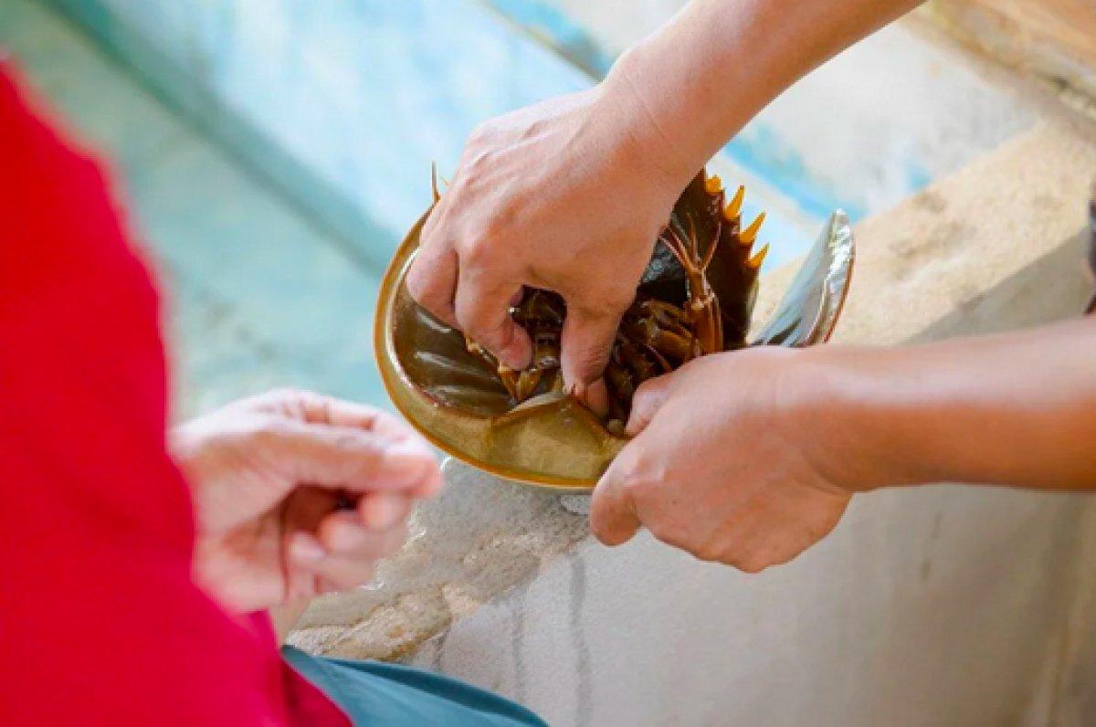 Korona aşılarında kullanılan at nalı yengeçlerinin nesli tükeniyor